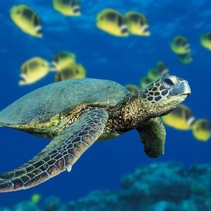 Meet your Posher, Lee